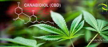 Regularização do Canabidiol Junto à ANVISA: como é Feita?