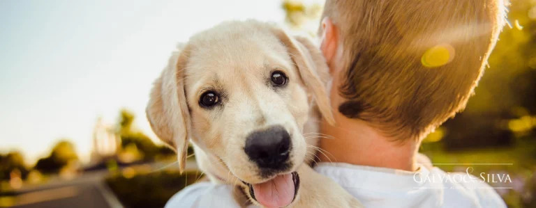 Guarda e Regulamentação de Animais de Estimação