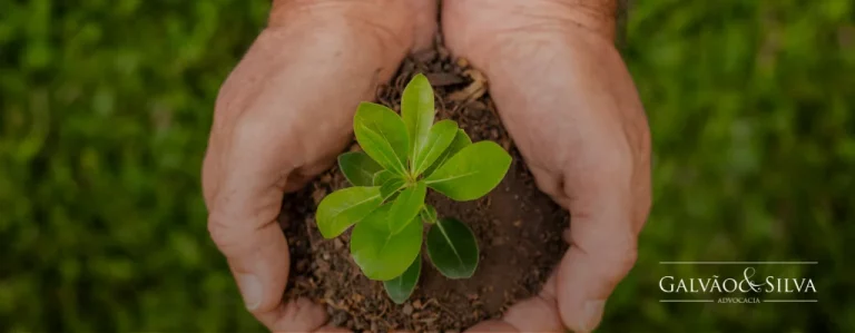 Entenda o que é Desmatamento Ilegal e Importância do Direito Ambiental para o Agronegócio
