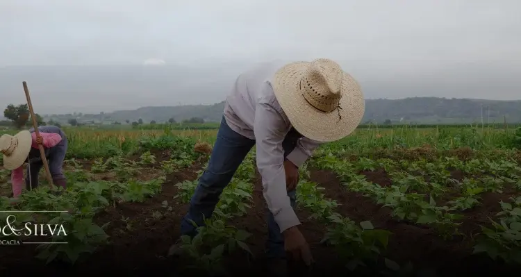 Como Garantir o Acesso Legal ao PRONAF: Requisitos Jurídicos para Agricultores Familiares
