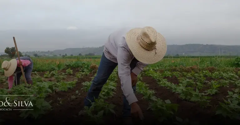 Como Garantir o Acesso Legal ao PRONAF: Requisitos Jurídicos para Agricultores Familiares