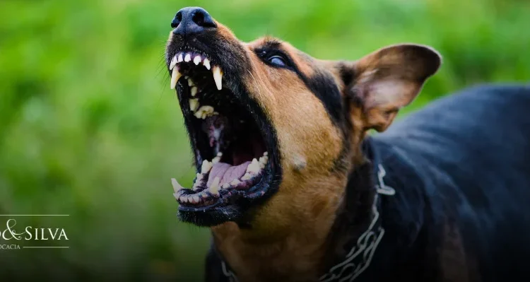 Ataque de cachorro: de quem é a responsabilidade?