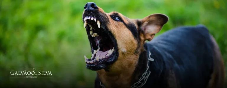 Ataque de cachorro: de quem é a responsabilidade?
