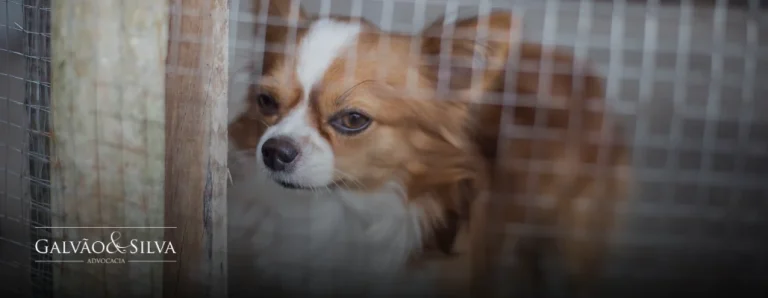 Defesa jurídica em casos de maus-tratos contra animais