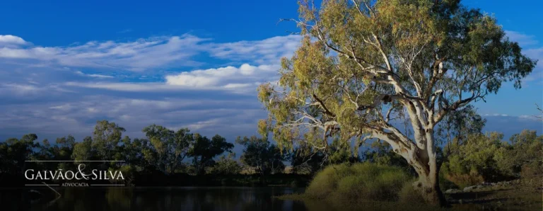 Entenda o processo jurídico de regularização de reserva legal