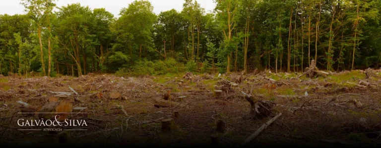 Multa por desmatamento: como se defender e evitar prejuízos