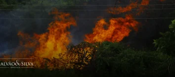 O que diz o Código Florestal sobre incêndio em vegetação nativa?