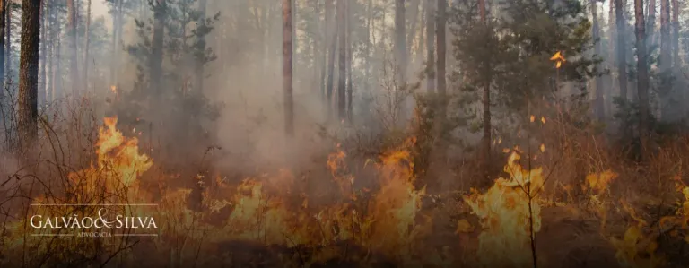 Acusado por incêndio ambiental: seus direitos e riscos